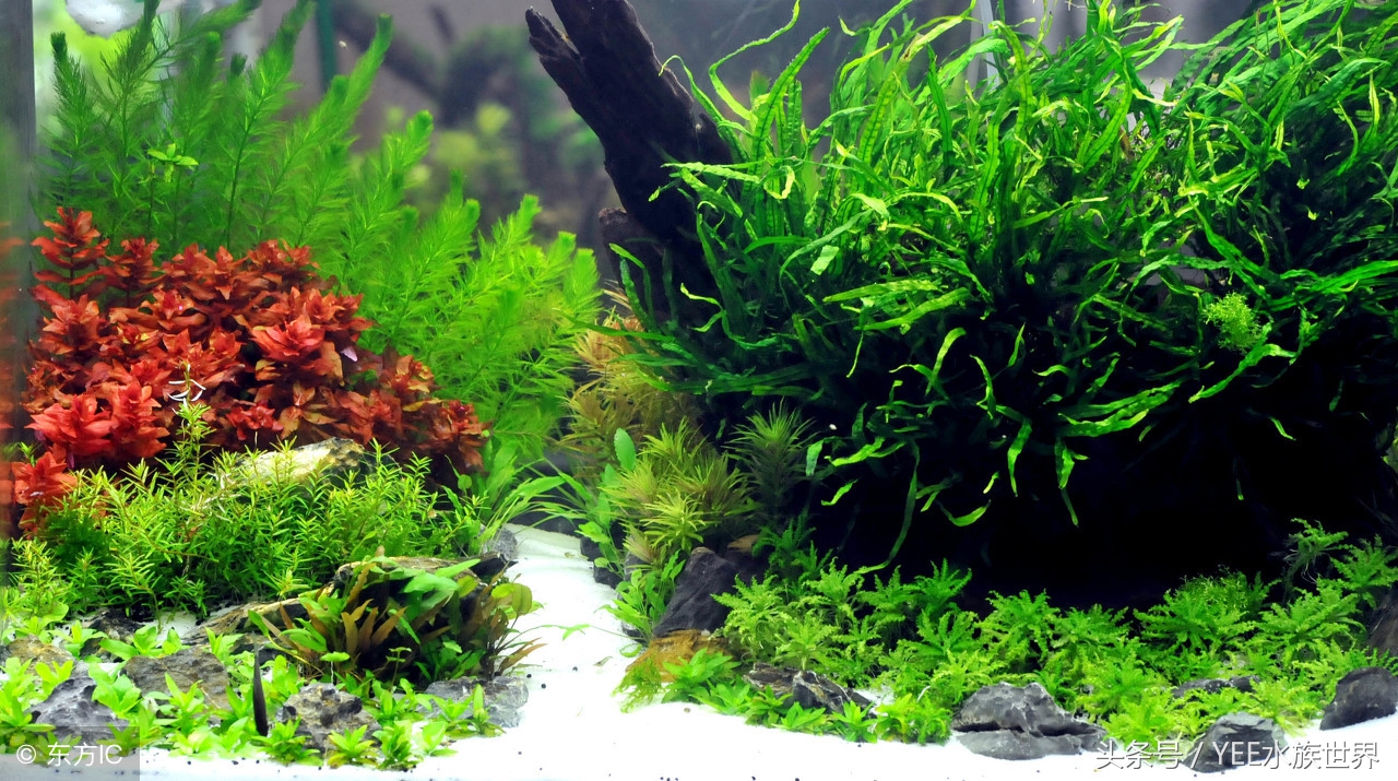 草缸如何爆养,新手草缸建议养什么