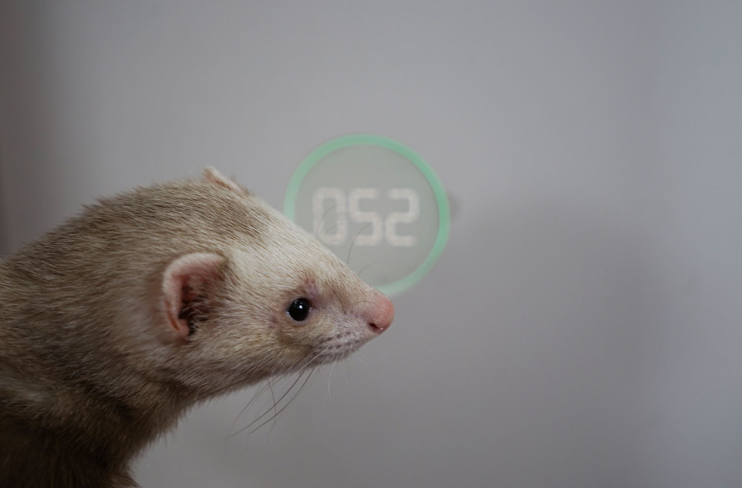 空气净化器除宠物屎味吗,空气净化器能去除宠物异味吗