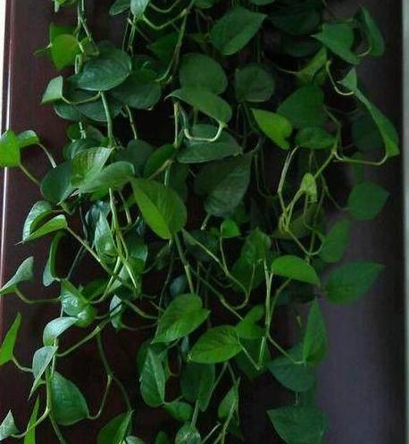 隔壁老奶奶养绿萝，都爬到我家来了！她告诉我绿萝要这么养！