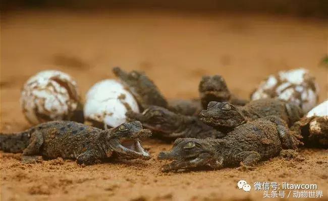 扬子鳄被称为古老的爬行动物,新生代爬行动物巨鳄