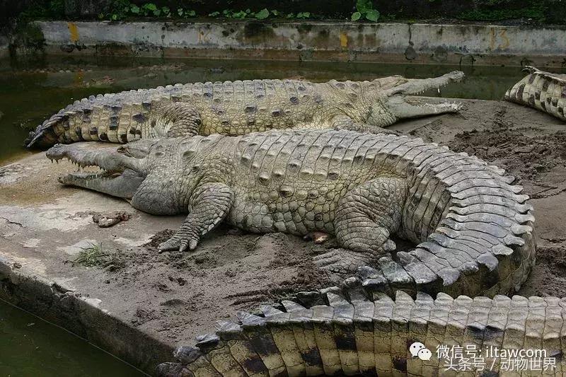 扬子鳄被称为古老的爬行动物,新生代爬行动物巨鳄