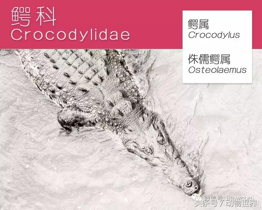 扬子鳄被称为古老的爬行动物,新生代爬行动物巨鳄