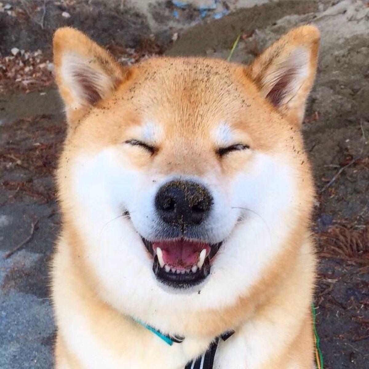 最受欢迎的前十种狗狗,最受欢迎的10种狗狗排行榜