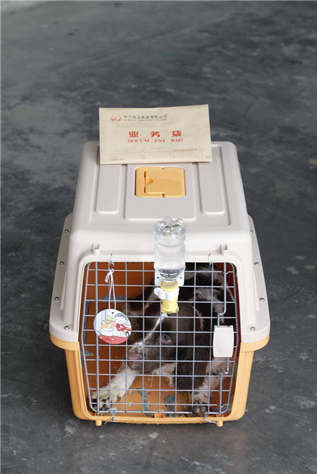 川航宠物机票真的有那么好吗,宠物机票川航