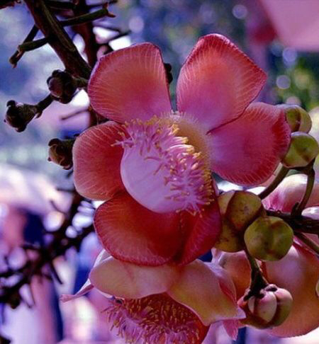 知道这是什么花吗,想知道这是什么花