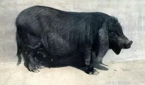 青海互助彩虹部落图片,青海互助彩虹部落和田玉