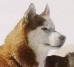 确认过的眼神是我想宠的人,确认过眼神是我想撩的灵魂