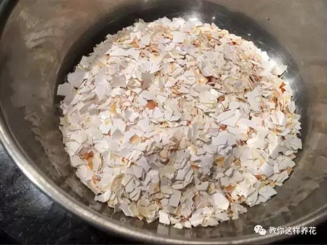 洋葱水可以浇君子兰吊兰绿萝吗,绿萝君子兰怎么养才能长得快