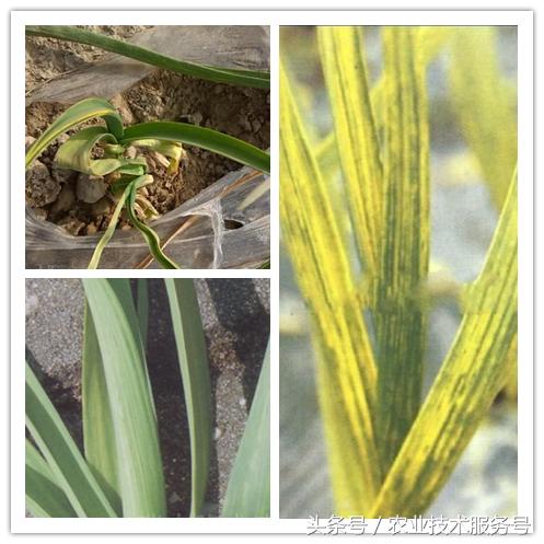 大蒜病虫害及防治办法,大蒜常见病虫害防治方案附高清图