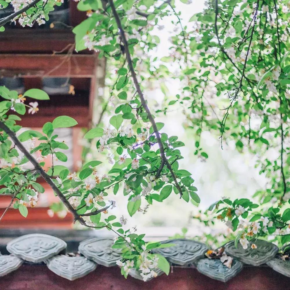 再上5天班，就放小长假！四川哪里*光春**诱人？靠谱实测甩给你