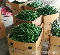 100浜╃帀绫虫敹璐环,200浜╃ɑ璋锋敹璐环