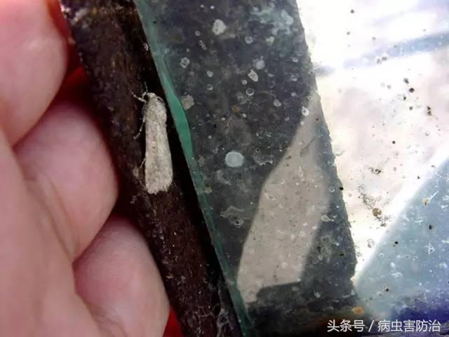 西瓜被虫咬怎么办,西瓜青虫用什么药打