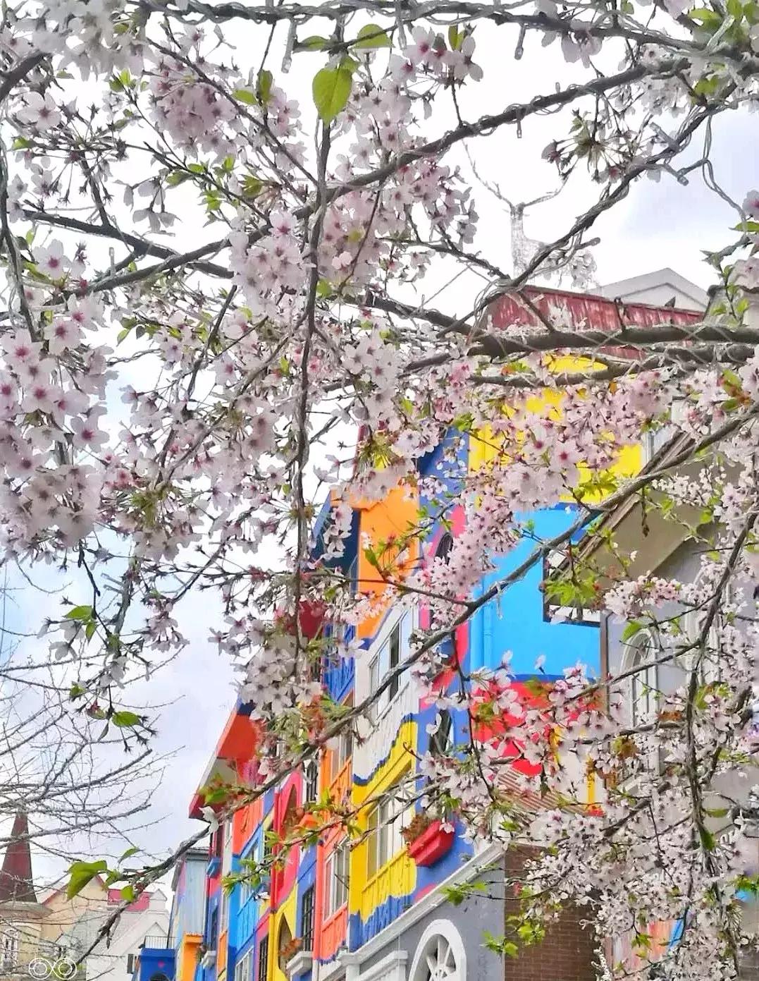 再上5天班，就放小长假！四川哪里*光春**诱人？靠谱实测甩给你