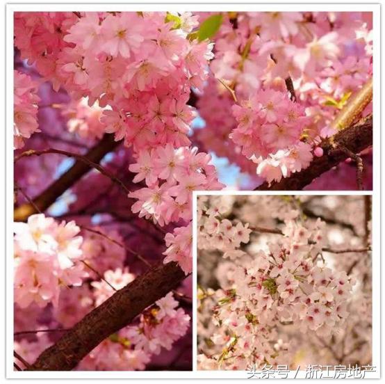 平湖原来属于哪个省,平湖最有潜力的区