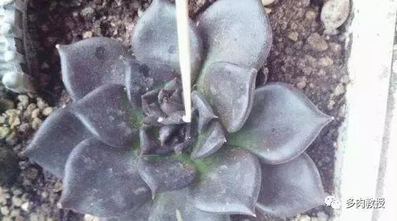 多肉里面的白色虫子爬得很快,多肉小球玫瑰长绿色虫子怎么办