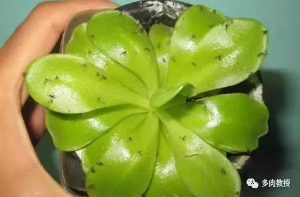 多肉里面的白色虫子爬得很快,多肉小球玫瑰长绿色虫子怎么办