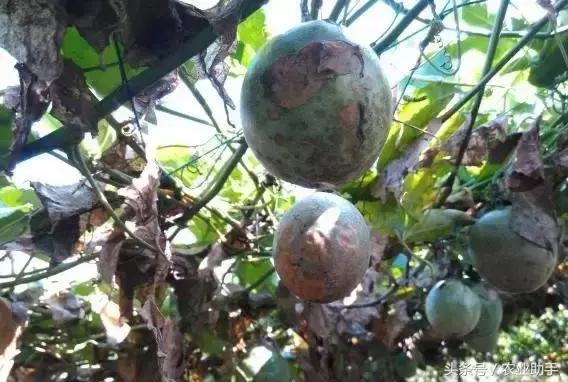 百香果最难治的病害是什么病,百香果的常见疾病