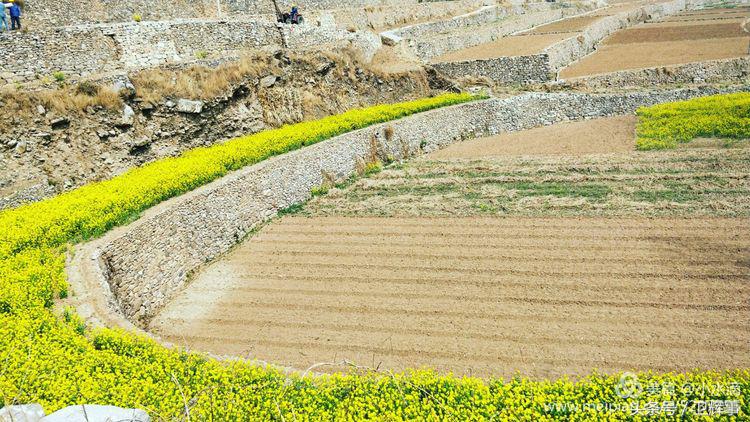 卫辉鲤鱼村道路两侧的千娇百媚……