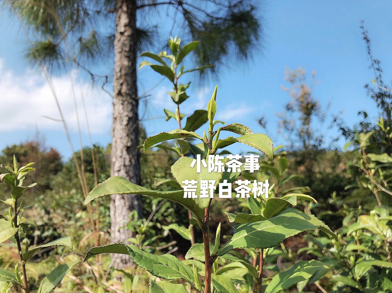 央视点评福鼎白茶,福鼎白茶央视投放时间