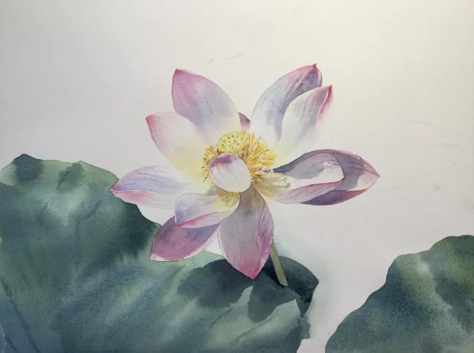 水彩夏天清新森系初学者荷花,水彩荷花画教程入门