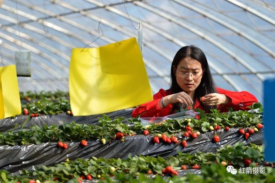 农业嘉年华北京,北京农业嘉年华延期