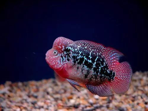 金花罗汉鱼饲养技巧,火凤罗汉鱼饲养方法