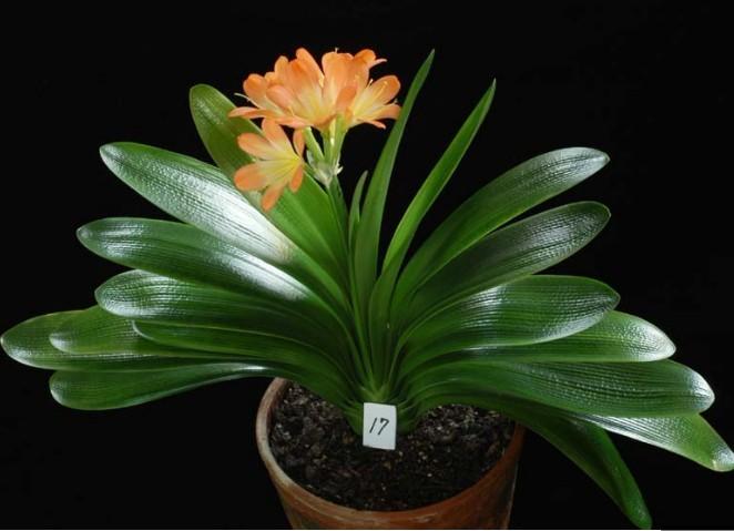 养君子兰注意此5点,养君子兰记住4点