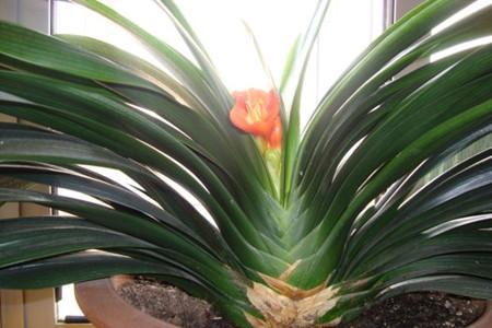 养君子兰注意此5点,养君子兰记住4点