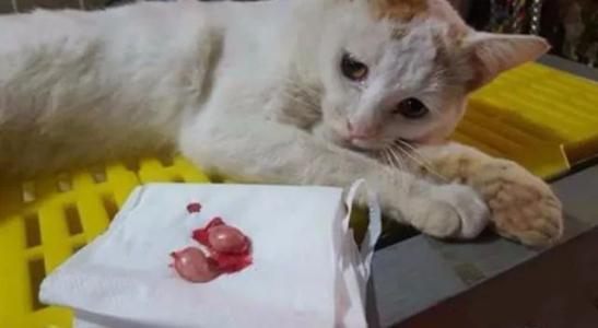 猫咪绝育后如何照顾,猫咪绝育后的最佳护理方法