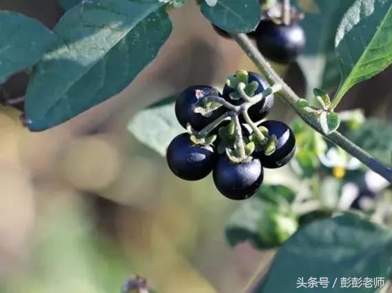 跟老师每日一学草药旱莲草,跟百草修习记学习中草药知识