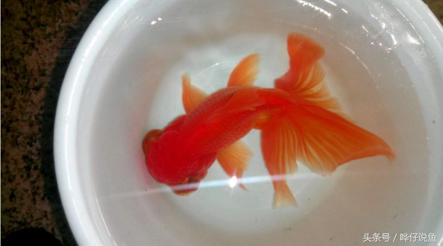 金鱼为啥养一年多死了,金鱼为什么活的时间很少