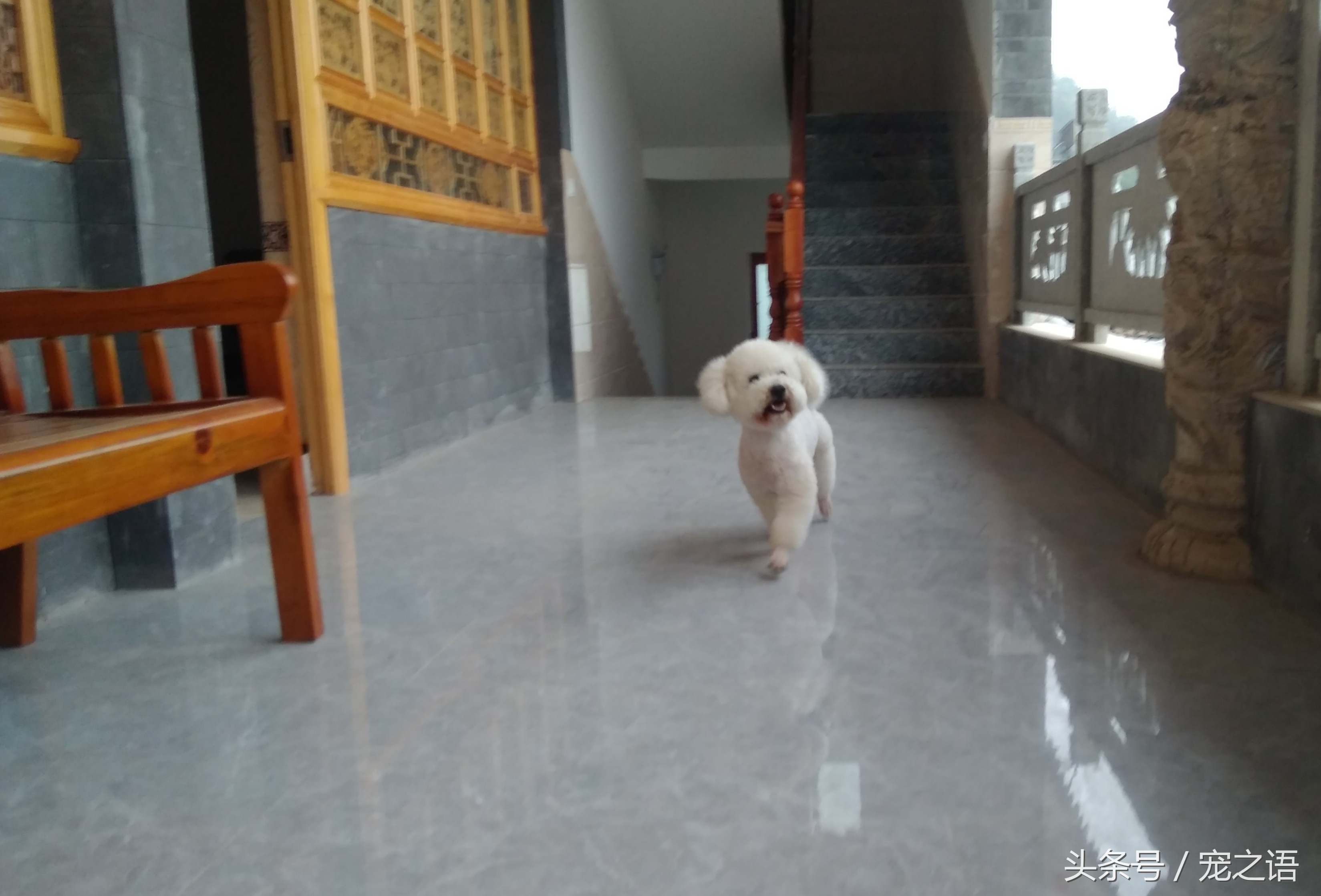 带着狗狗去旅行应该去哪儿,带着狗狗旅行不方便