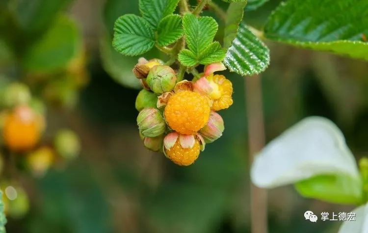 黄泡果熟了,云南特色黄泡