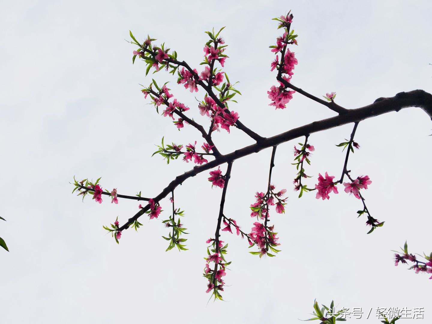 骑记：桃花十里，只取其一