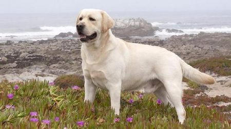 犬髋关节发育不良外科诊断,犬髋关节发育不良中医治疗