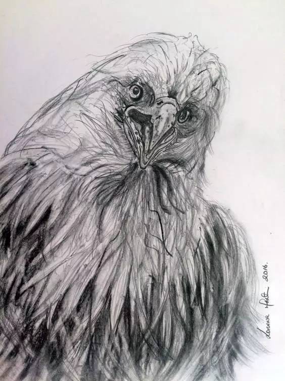 鹰怎么画又霸气又真实,要怎么画真实的老鹰