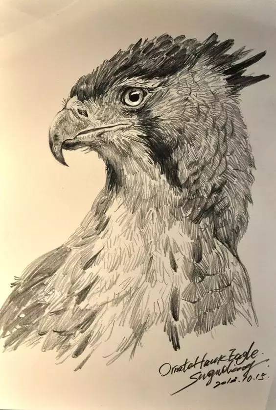 鹰怎么画又霸气又真实,要怎么画真实的老鹰