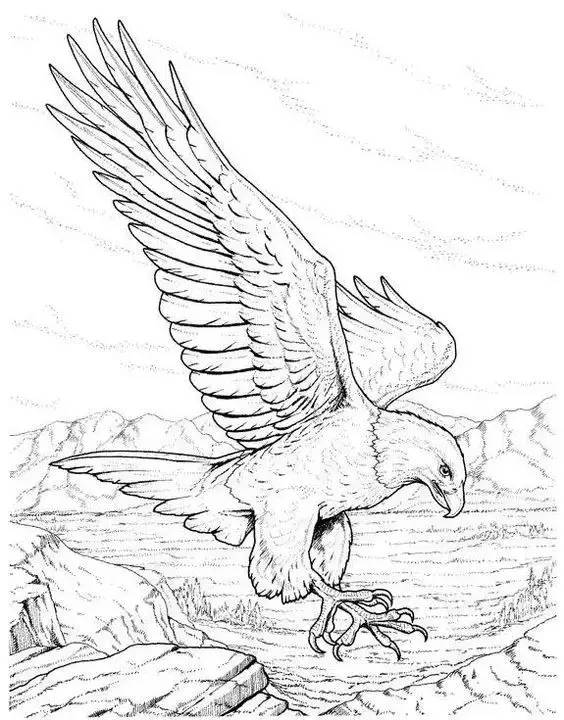 鹰怎么画又霸气又真实,要怎么画真实的老鹰