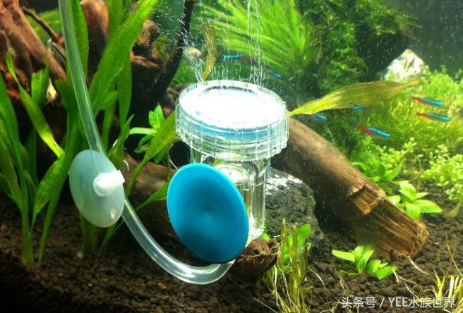 草缸二氧化碳自制还是罐装,为什么草缸需要二氧化碳