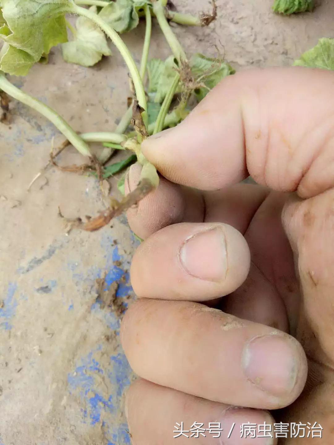 小麦枯萎发黄死苗怎么回事,秧苗移栽后大面积枯萎是什么原因