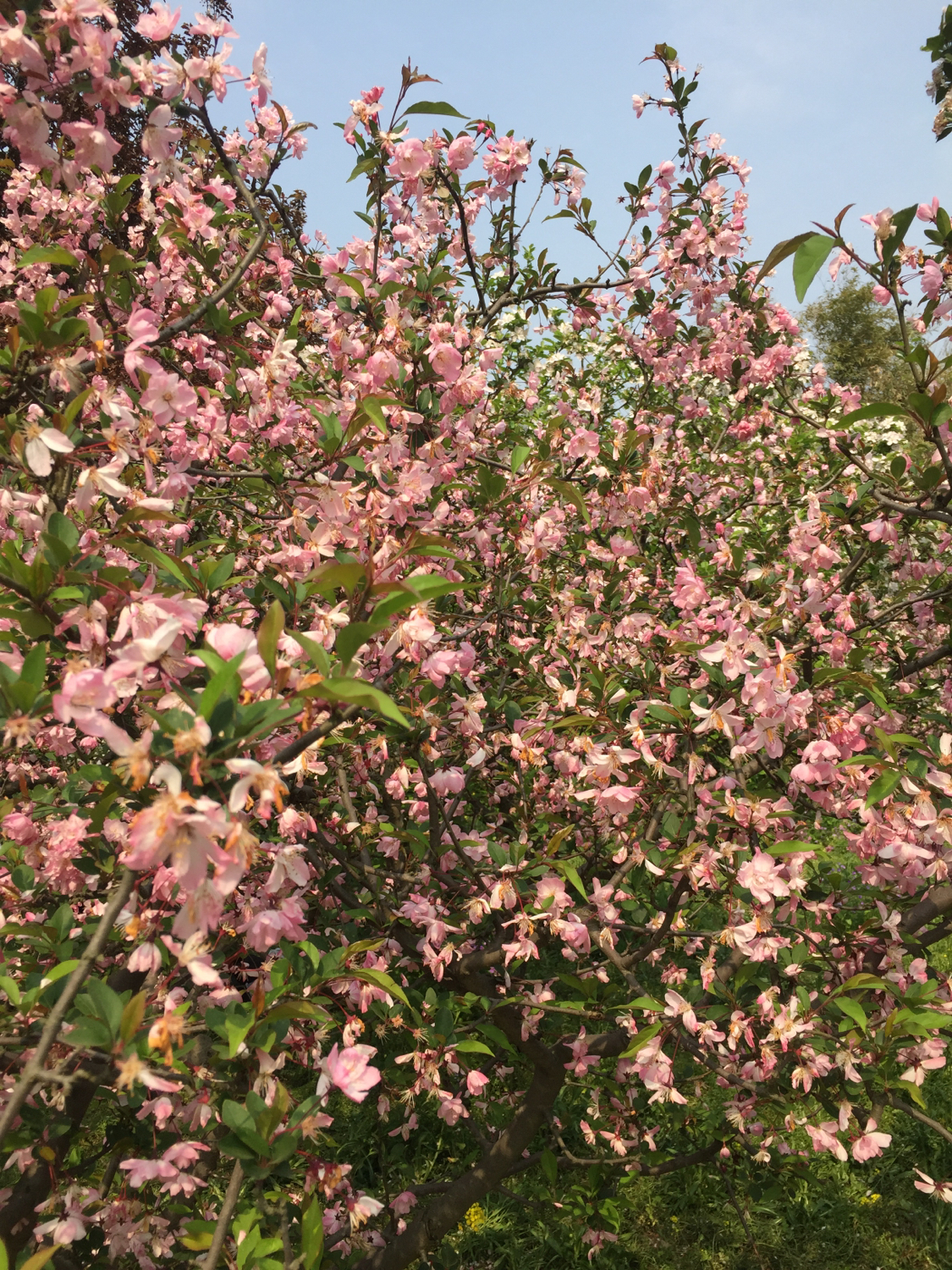 上方山国家森林公园苏州,上方山国家森林公园樱花
