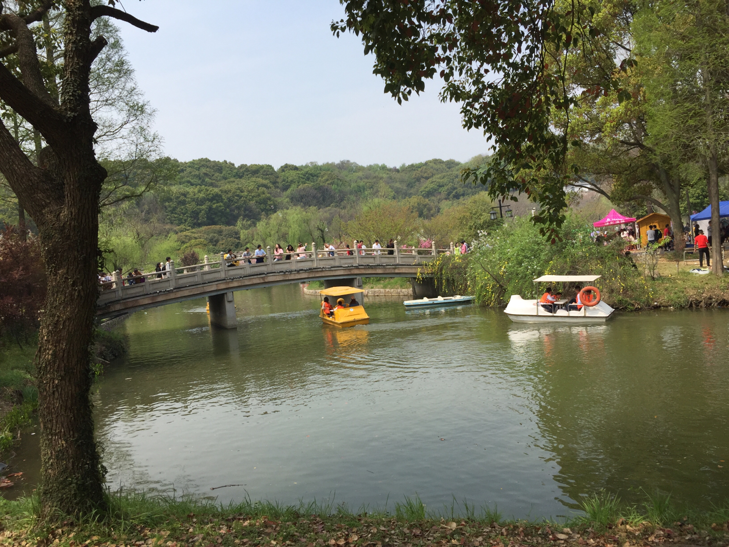 上方山国家森林公园苏州,上方山国家森林公园樱花