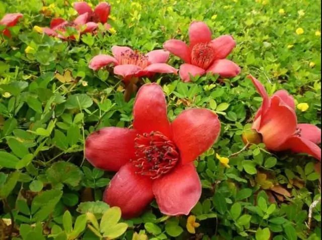 湿气变重怎么办,湿气重身体又上火怎么办