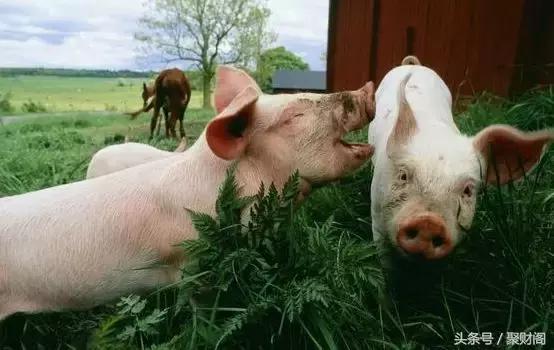 不同季节出生的生肖猪的性格,生肖猪的命运出生在几月份最好