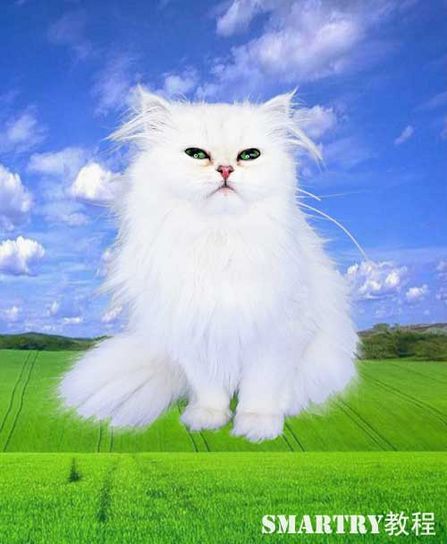 抠图抠不干净ps用哪个工具,ps抠图和ai抠图区别