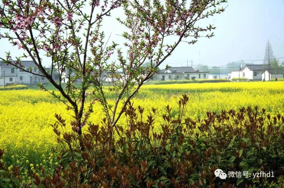 扬州中国风湿地公园,六月的扬州湿地公园