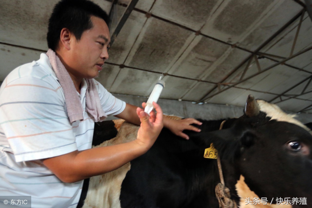 养牛人必须做好防大于治,养牛七只一年赚多少钱