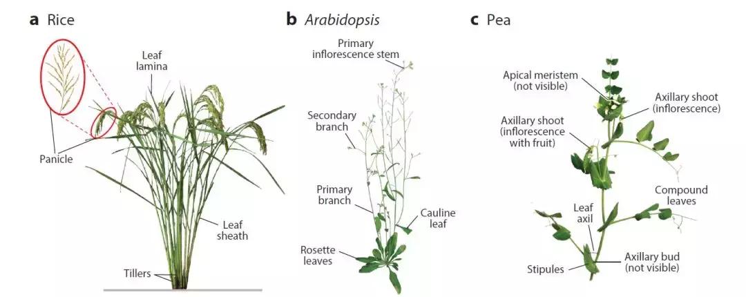 李家洋院士团队发表植物地上株型调控综述文章