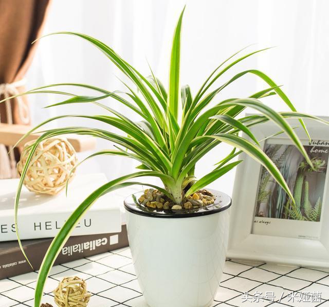 绿萝是否真的有除甲醛的效果,绿萝能除甲醛吗甲醛最怕三个克星