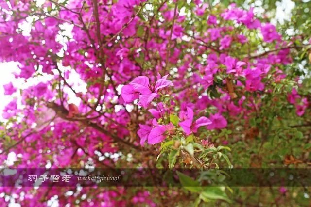 云南沧源靠近哪个国家,云南沧源最好玩的地方